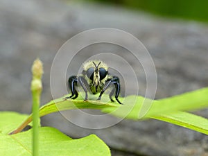 Bumblebee Mimic Robberfly 1