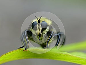 Bumblebee Mimic Robberfly 2