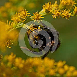 Bumblebee with mites