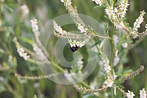 Bumblebee in nature on soft blurry green and white background. concept spring summer pollination