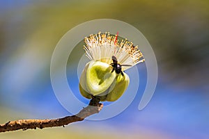 A bumblebee nectar feeder on a white flower White silk cotton tree - The Latin name is Bombax anceps Pierre