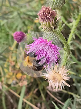 Bumblebee nectar pollination thistle insect