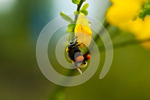 bumblebee with nectar on yellow flower