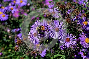 Bumblebee on New England Aster in the garden.