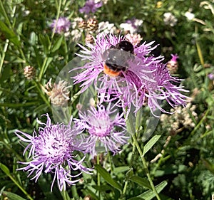 Bumblebee occupying the cornflower