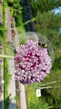 Bumblebee on the onion flower. Pollination of onion flowers with a insect. Beautiful blooming onion, lilac ball. Close