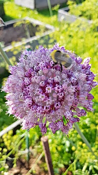 Bumblebee on the onion flower. Pollination of onion flowers with a insect. Beautiful blooming onion, lilac ball. Close