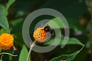 A bumblebee on an orange ball tree flower, Buddleja globosa