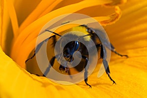 Bumblebee and orange daylily flower. Bumblebee collects nectar on a daylily flower. Bumblebee playing hide and seek.