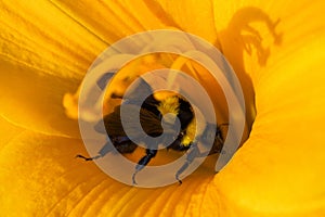 Bumblebee and orange daylily flower. Bumblebee collects nectar on a daylily flower. Bumblebee playing hide and seek.