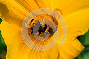 Bumblebee and orange daylily flower. Bumblebee collects nectar on a daylily flower. Bumblebee playing hide and seek.