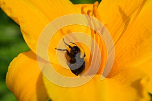 Bumblebee and orange daylily flower. Bumblebee collects nectar on a daylily flower. Bumblebee playing hide and seek.