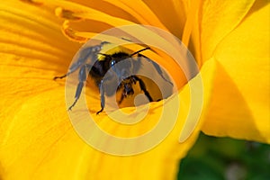 Bumblebee and orange daylily flower. Bumblebee collects nectar on a daylily flower. Bumblebee playing hide and seek.