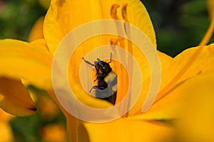 Bumblebee and orange daylily flower. Bumblebee collects nectar on a daylily flower. Bumblebee playing hide and seek.