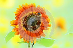 Bumblebee on an Orange Sunflower