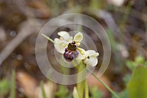 Bumblebee orchid, Ophrys bombyliflora