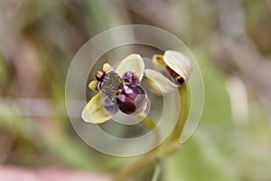 Bumblebee orchid, Ophrys bombyliflora