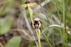 Bumblebee orchid, Ophrys bombyliflora