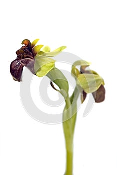 Bumblebee Orchid - Ophrys bombyliflora