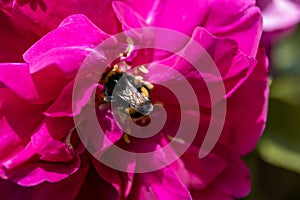 Bumblebee on a overblown pink rose