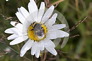Bumblebee on Oxeye Daisy Flower Close Up