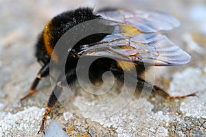 Bumblebee On The Path In The Garden