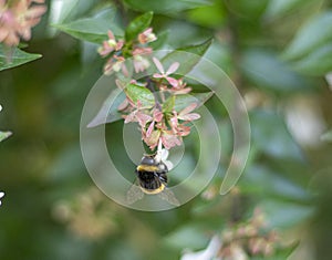 Bumblebee perched on an Abelia Grandiflora flower