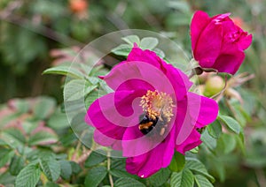 Bumblebee on a pink flower of Beach Rose Rosa rugosa