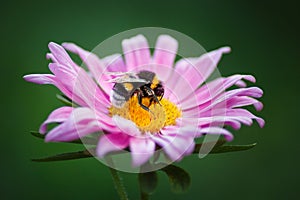 Bumblebee on a pink flower photo