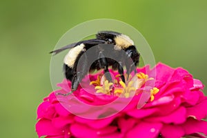 Bumblebee on a pink zinnia flower