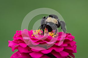 Bumblebee on a pink zinnia flower