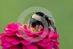 Bumblebee on a pink zinnia flower