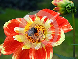 Bumblebee on plant, Lithuania