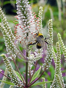 Bumblebee on plant, Lithuania