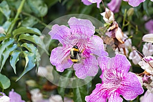 Bumblebee in a Podranea ricasoliana, called the pink trumpet vine