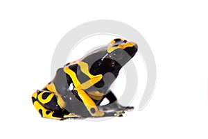 The bumblebee poison dart frog on white