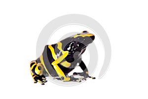 The bumblebee poison dart frog on white