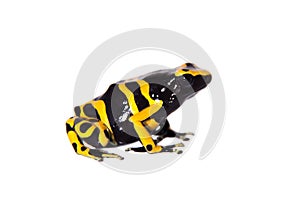 The bumblebee poison dart frog on white