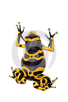 The bumblebee poison dart frog on white