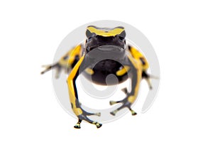 The bumblebee poison dart frog on white