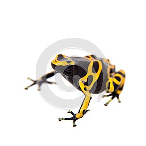 The bumblebee poison dart frog on white