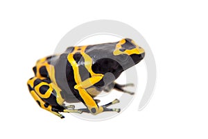 The bumblebee poison dart frog on white