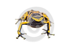 The bumblebee poison dart frog on white