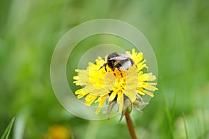 bumblebee with pollen basket, humble-bee with pollen basket or corbicula (plural corbiculae) on a yellow dandelion