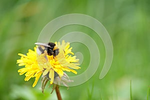 bumblebee with pollen basket, humble-bee with pollen basket or corbicula (plural corbiculae) on a yellow dandelion