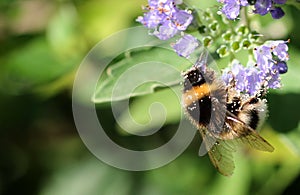 Bumblebee with pollen