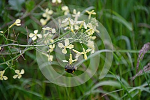 Bumblebee pollenating on flower in green grass