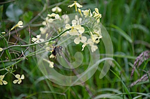 Bumblebee pollenating on flower in green grass