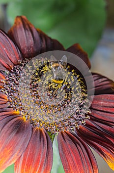 Bumblebee  pollinates a colourful flower