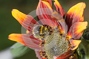 Bumblebee  pollinates a colourful flower